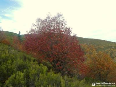 Hayedo La Pedrosa,mar de Robles; estacion de cotos la alpujarra almeriense parque natural de las ubi